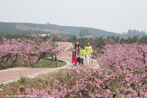 'Flower tours' blossom across China