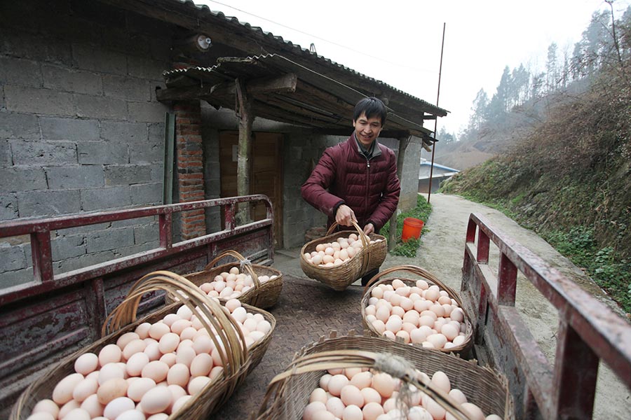 Migrant couple returns to hometown to raise chickens