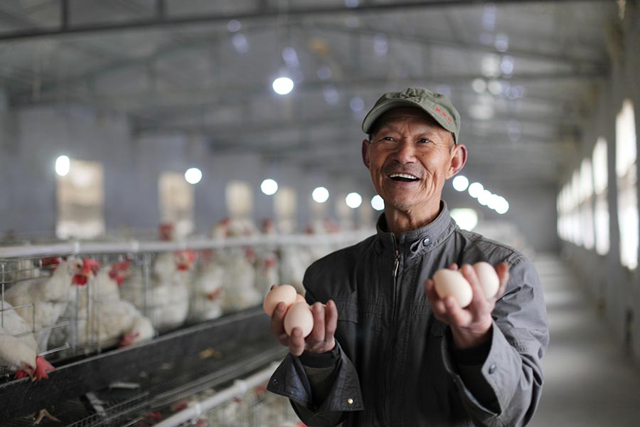 Migrant couple returns to hometown to raise chickens