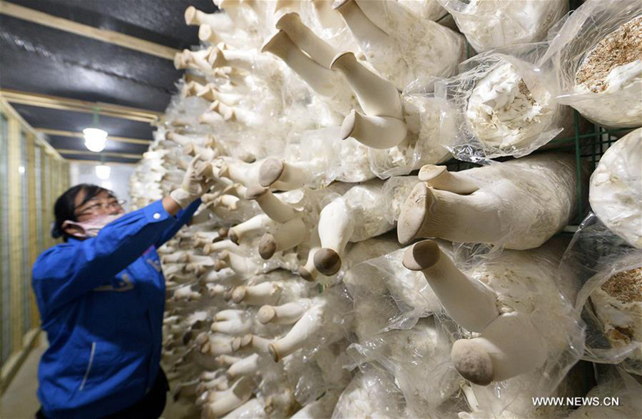 Mushroom cultivation bases established in Ningxia