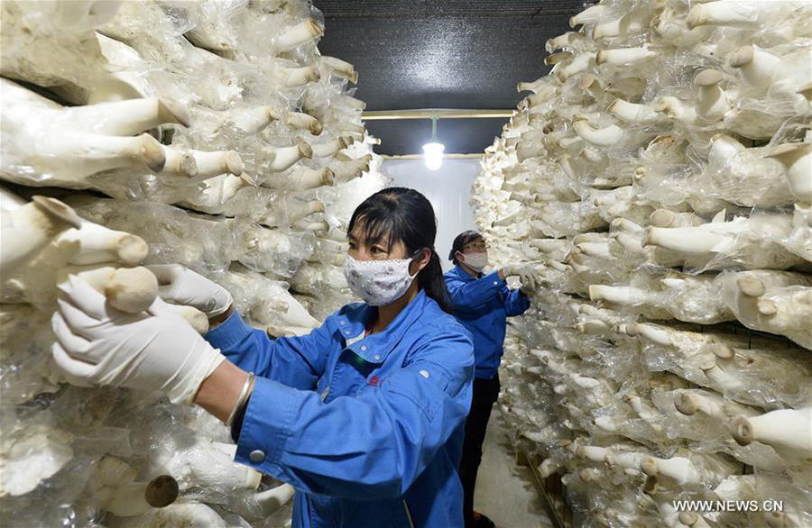 Mushroom cultivation bases established in Ningxia