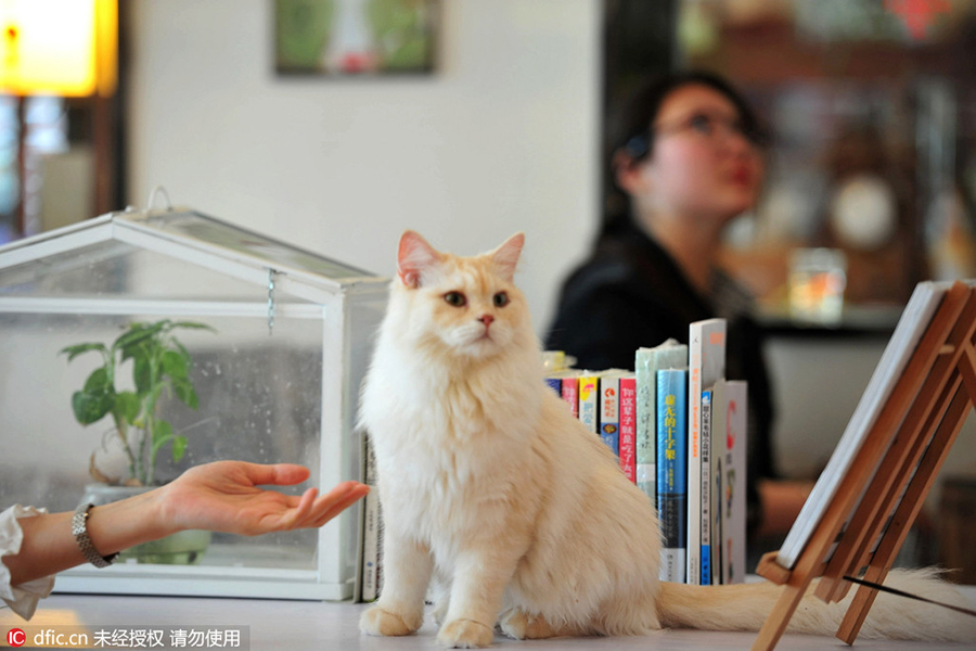 Purr-fect store: Read books as cats nap on your lap