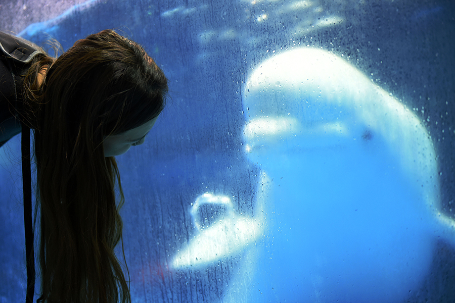 Post-90's girl performs with beluga whale at Harbin Polarland