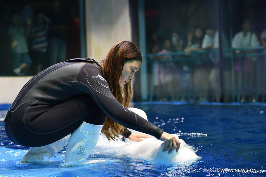 Post-90's girl performs with beluga whale at Harbin Polarland