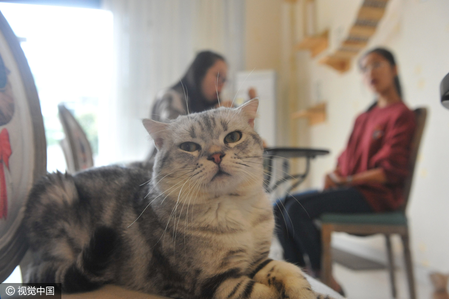 University students run cat-themed café in Hangzhou