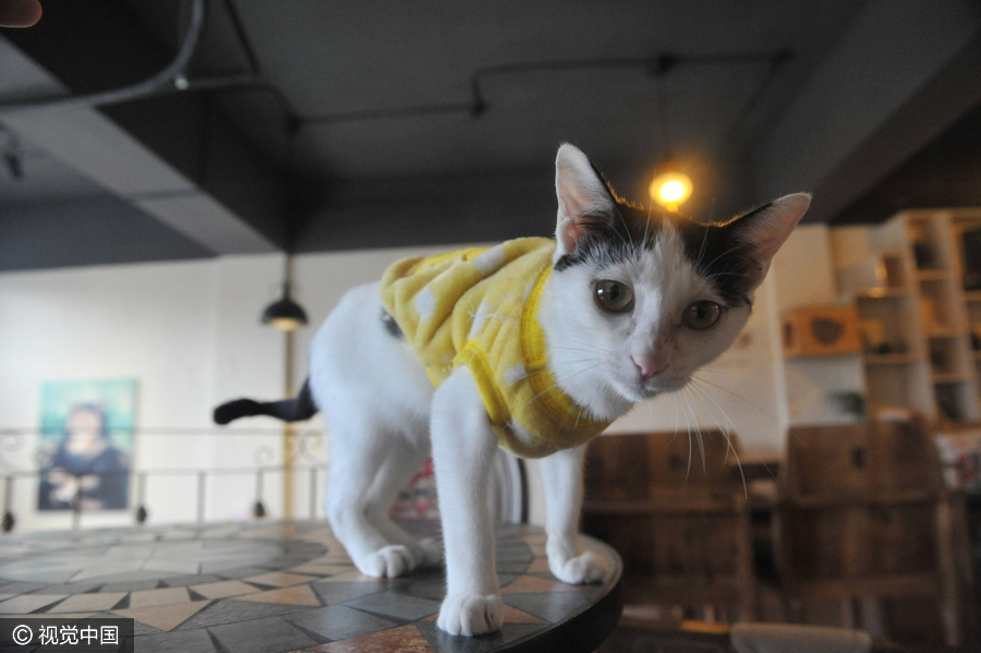 University students run cat-themed café in Hangzhou