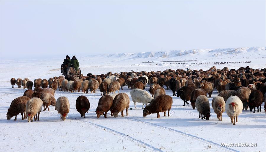 Daily life of herdsmen in Xinjiang's Altay