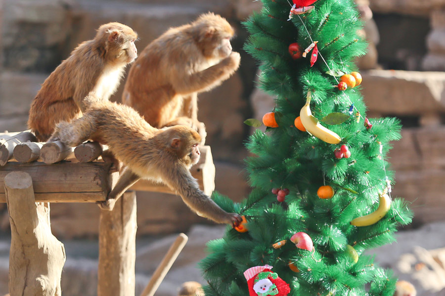 Monkeys enjoy Christmas feast in Zhengzhou