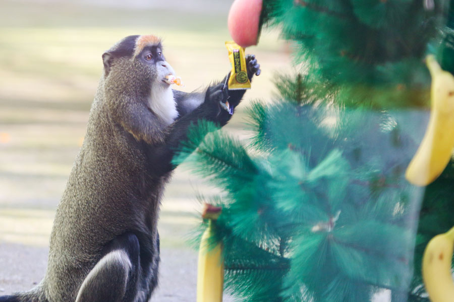 Monkeys enjoy Christmas feast in Zhengzhou