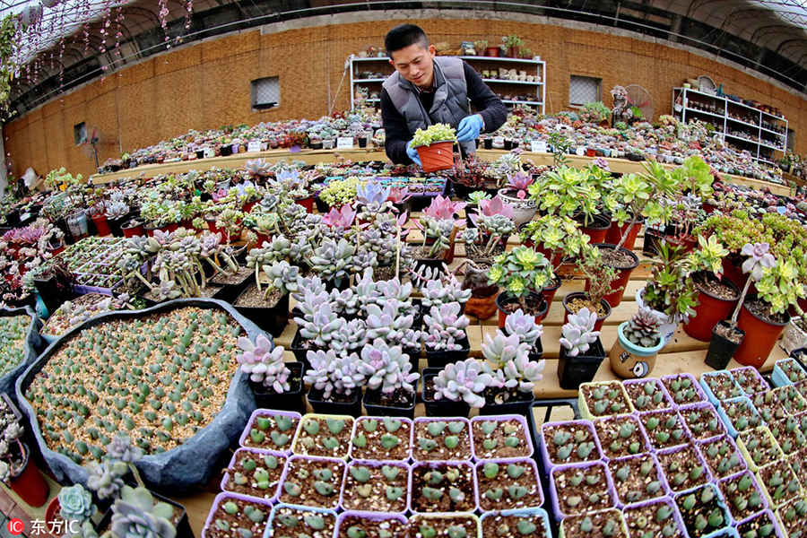 A man's succulent plant business