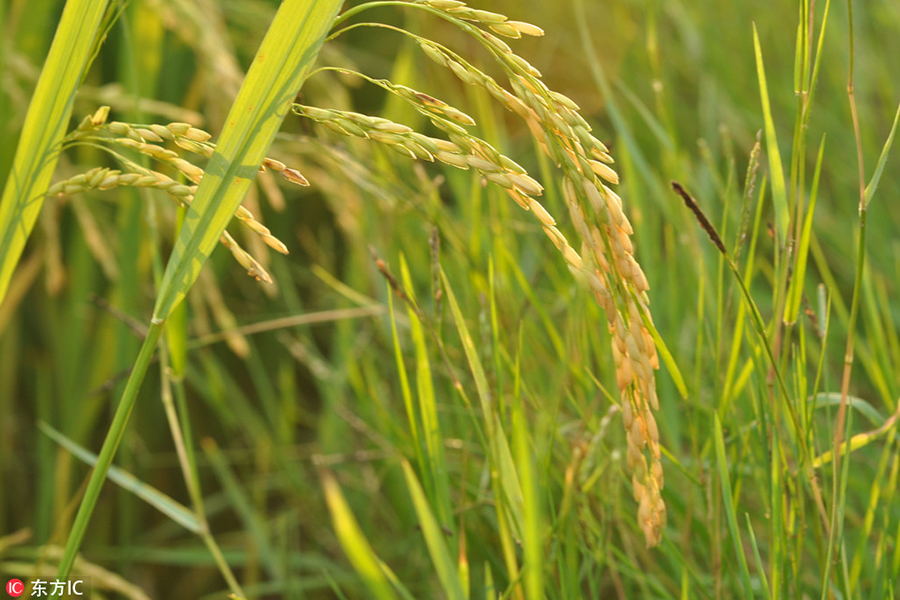 One man says goodbye to city job to farm back home