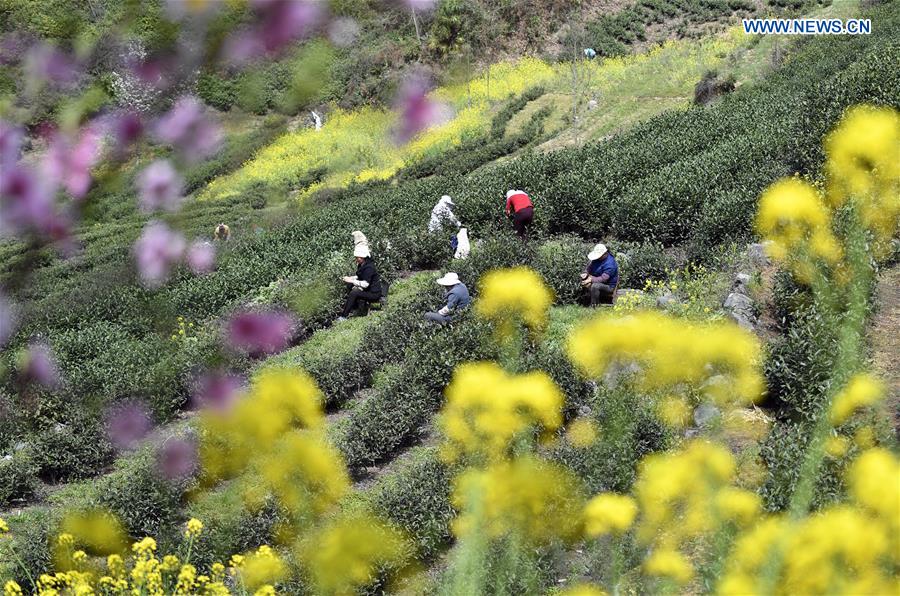 Farmers harvest tea leaves before Qingming Festival