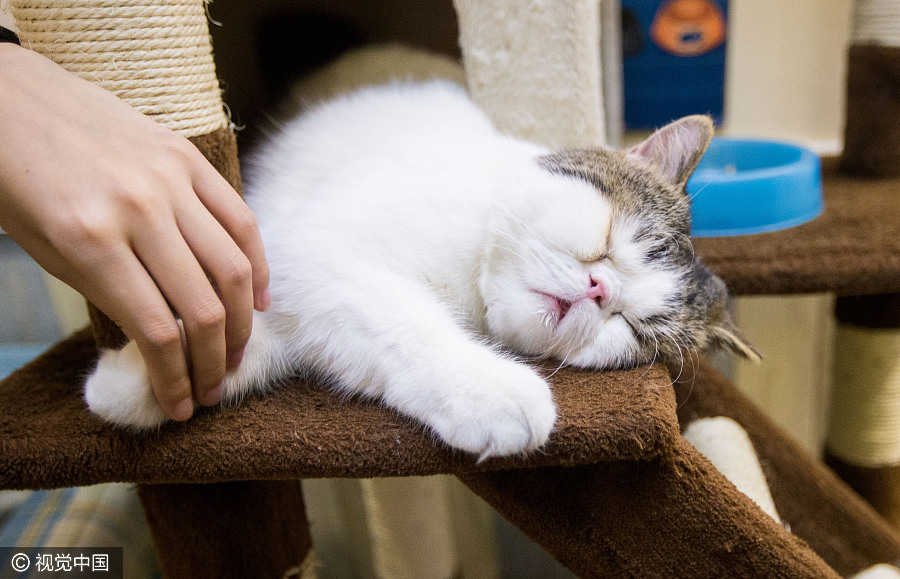 Cat 'waiters' welcome guests in Beijing