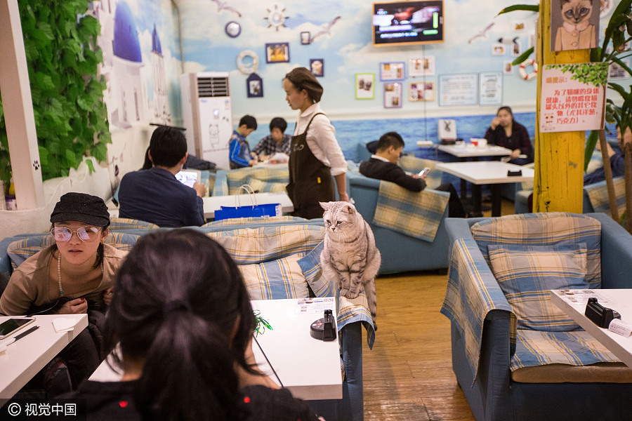 Cat 'waiters' welcome guests in Beijing