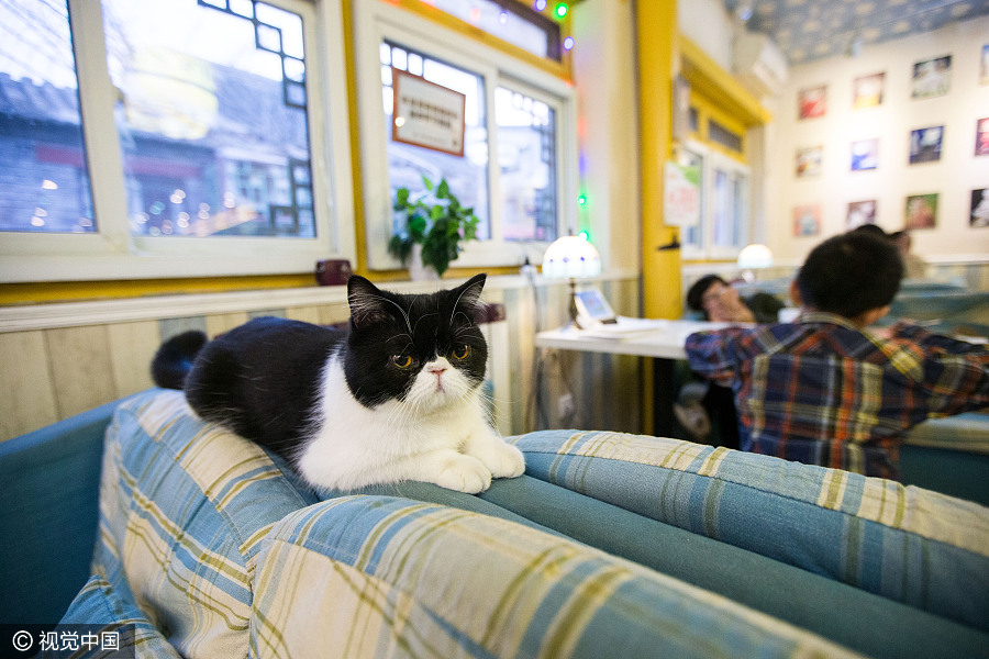 Cat 'waiters' welcome guests in Beijing