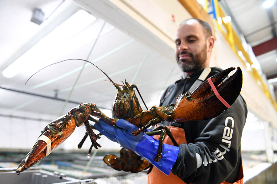 How Chinese gave new life to Maine lobsters