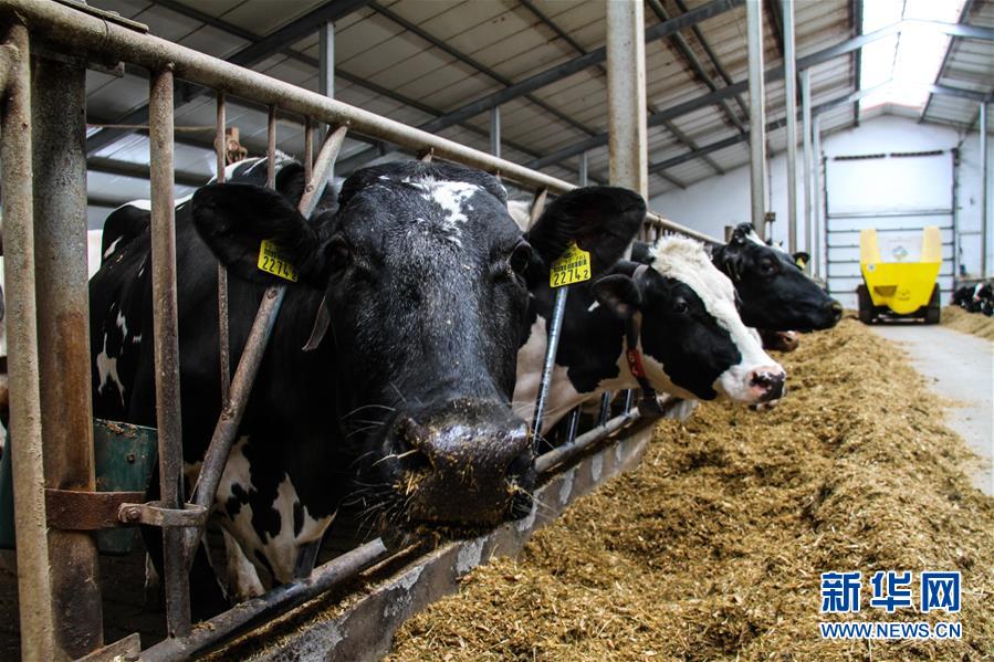 Polish dairy farmer wants to tap Chinese market