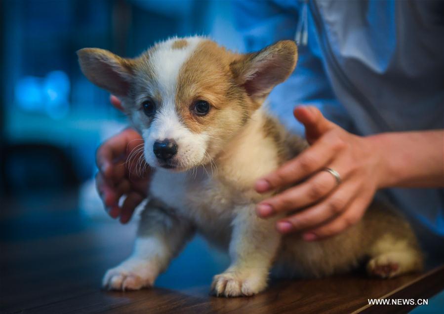 Output of pet industry of E China's Pingyang reaches 3b yuan in 2016