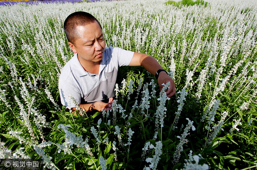 Graduate brings sweet smell of lavender to North China