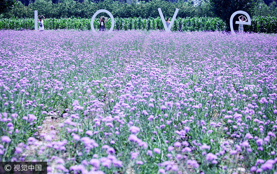 Graduate brings sweet smell of lavender to North China