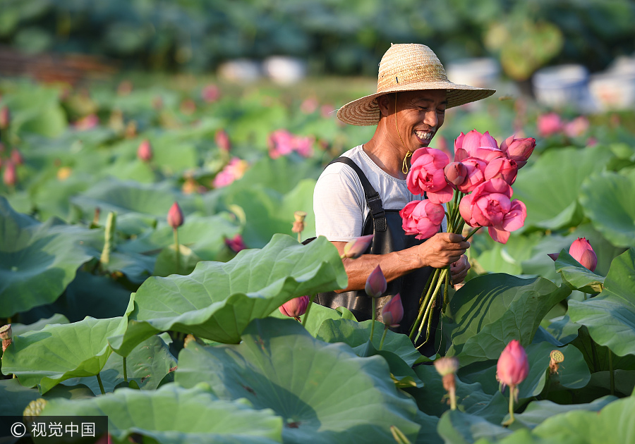 Ornamental lotus flowers grow farmers' earnings 20 times