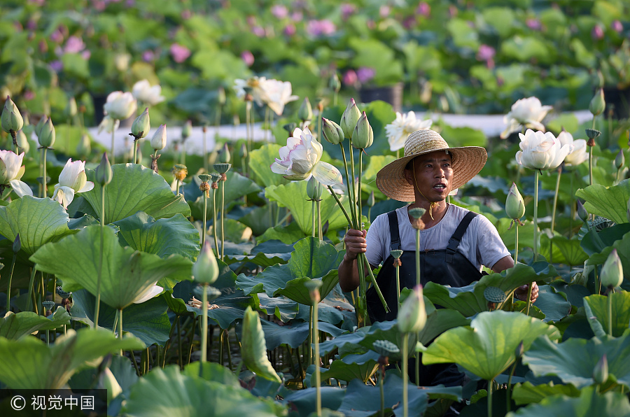 Ornamental lotus flowers grow farmers' earnings 20 times