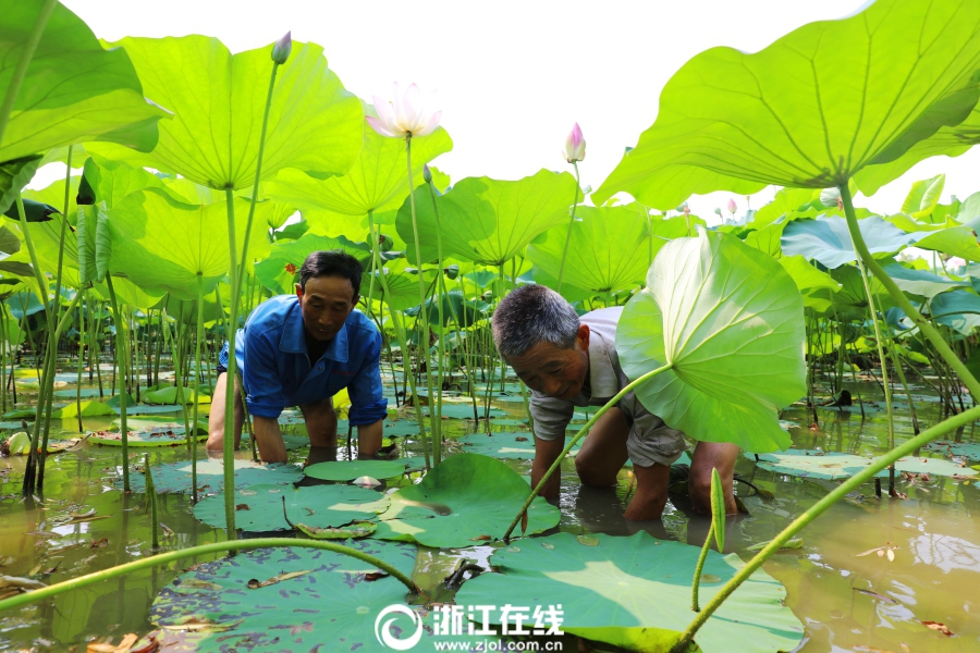 Ornamental lotus flowers grow farmers' earnings 20 times