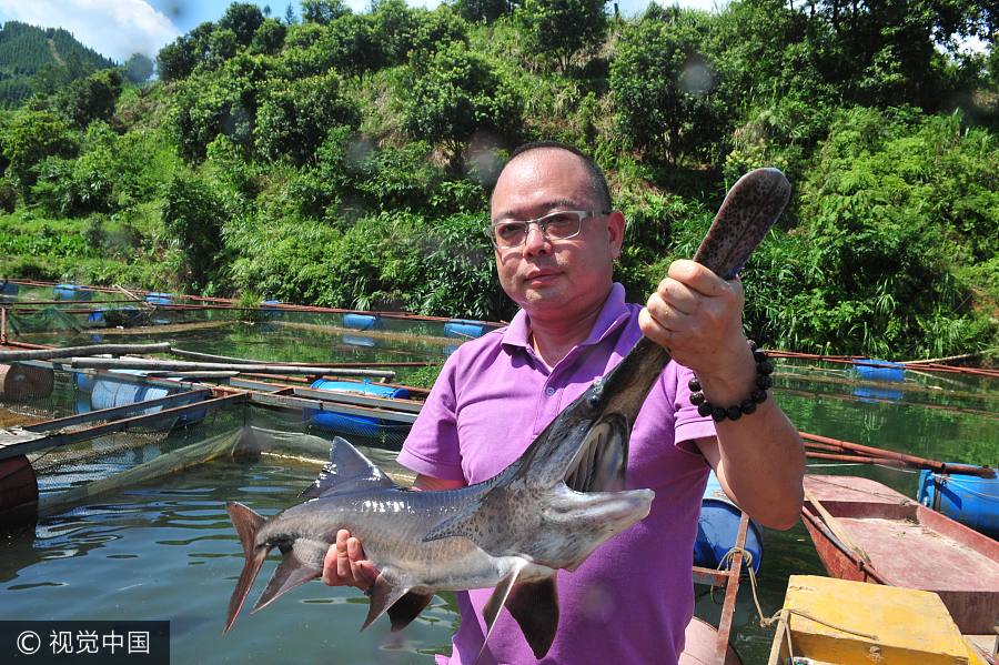 Tsinghua graduate turns spoon sturgeon breeding a money-making business