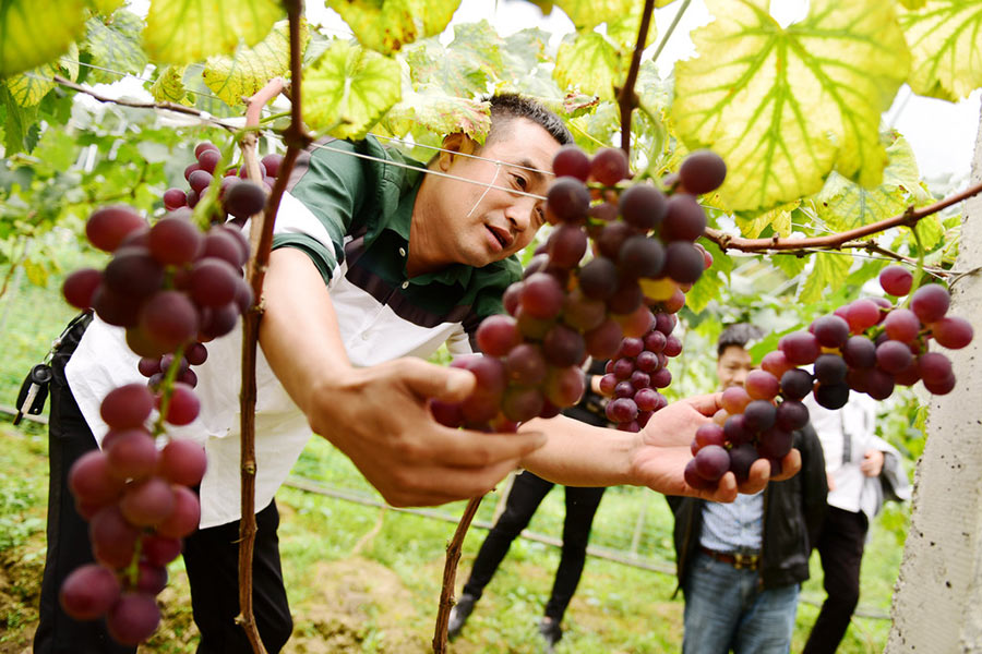 Rural migrant's hometown grape farm earns $90,000