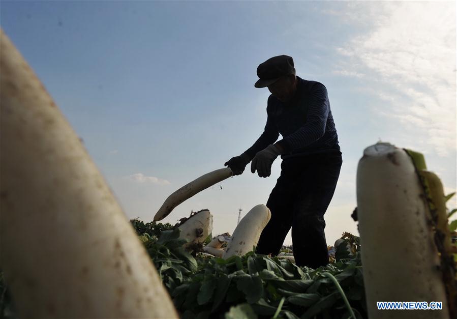 Farmers in N China cultivate radish to increase income