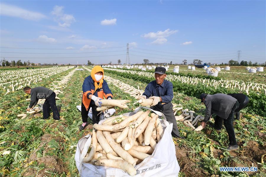 Farmers in N China cultivate radish to increase income