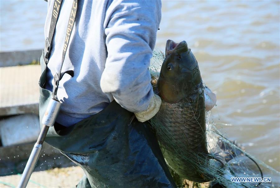 Chinese business brings prosperity to fishermen on Mississippi