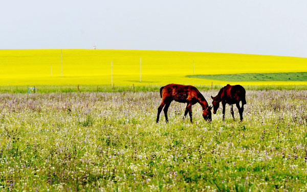 Cole flowers blossom in Xinjiang