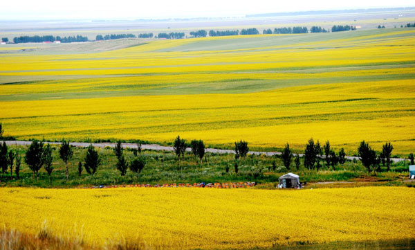 Cole flowers blossom in Xinjiang