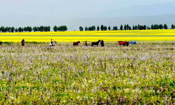 Cole flowers blossom in Xinjiang