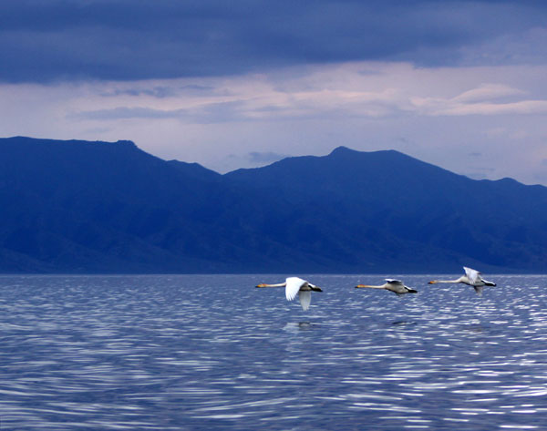 Swan find new nest in Xinjiang