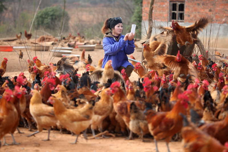 Online tools lay the golden egg for rural woman