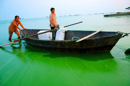 Algae menace to be savior of China's fabric industry