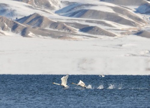 Sailimu Lake Scenic Area closes road, protects swans