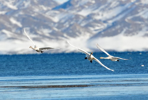 Sailimu Lake Scenic Area closes road, protects swans