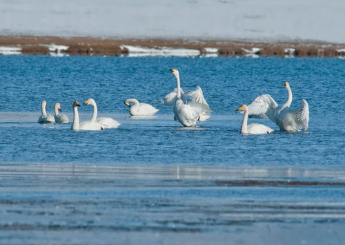 Sailimu Lake Scenic Area closes road, protects swans