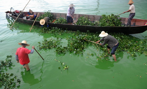 'Lake killer' introduced to heal Dianchi Lake