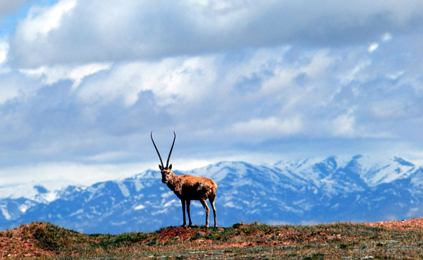 Tibetan herders lead environment effort