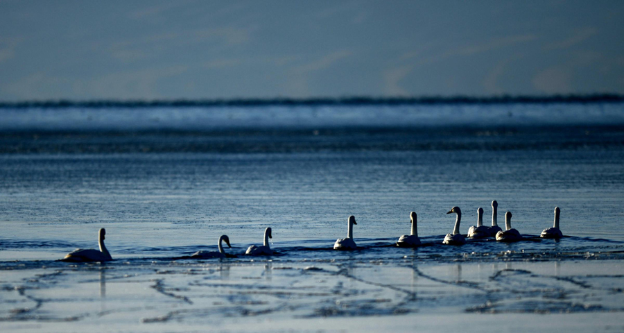 Qinghai Lake continues expanding