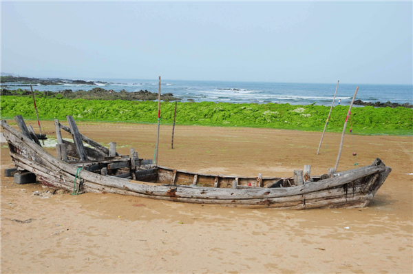 Green algae covers E China beach after Soulik