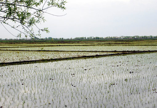 China expects grain harvest