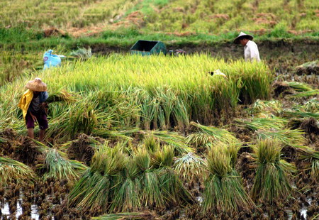 China is major contributor to world food security: minister