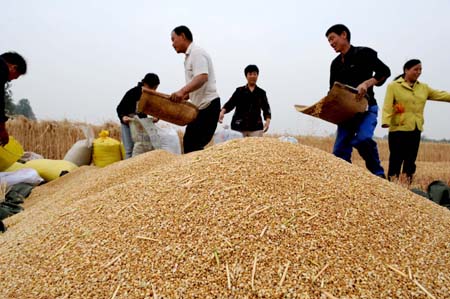 Bumper harvest of summer grain within reach