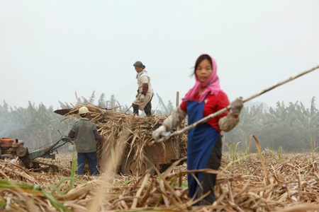 No sweet solution to sugar shortage