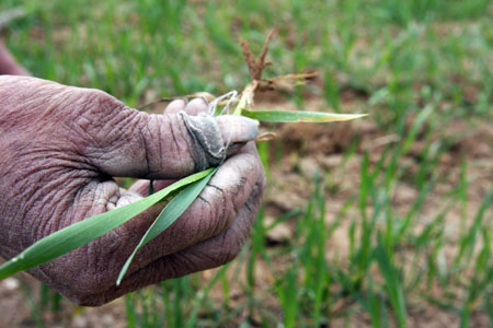 Wheat heats up on chill